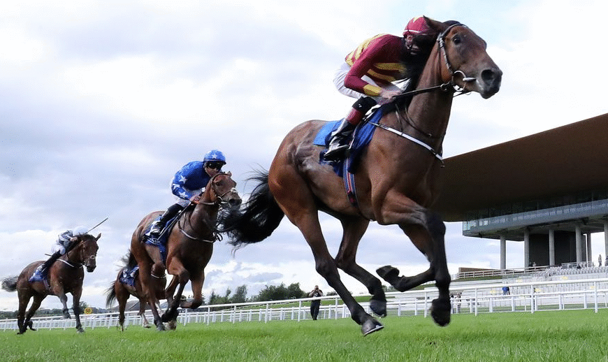 How Horses Adjust to New Stables