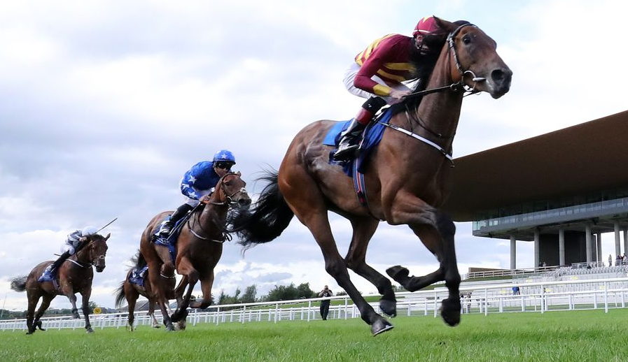 How Horses Adjust to New Stables