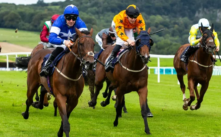 How Horses Become Internet Icons