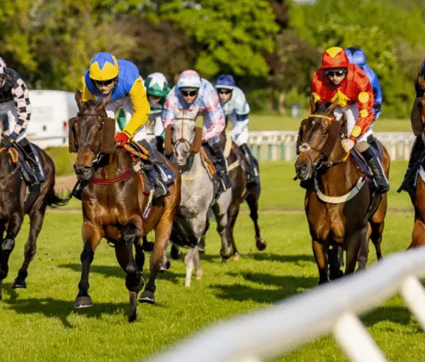 How Horses Become Media Sensations